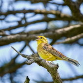 Strnádka žltá-Emberiza citrinella