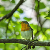 Červienka obyčajná-Erithacus rubecula