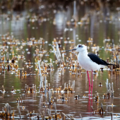 Šišila bocianovitá-Himantopus himantopus