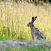 Zajac poľný-Lepus europaeus