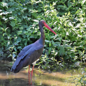 Bocian čierny-Ciconia nigra