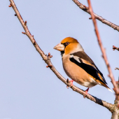 Glezg hrubozobý-Coccothraustes coccothraustes