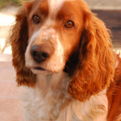 Welsh Springer Spaniel