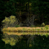 Vrbické pleso