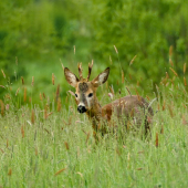 Capreolus capreolus