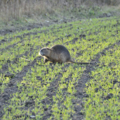 Nutria riečna