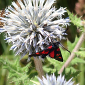 vretienka päťboková -  Zygaena lonicerae Scheven