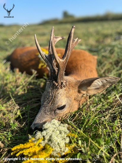 Ruja v Rumunsku 2024