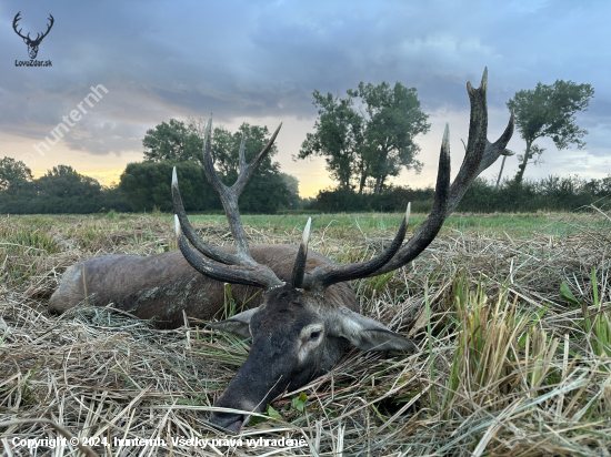 Jelenia ruja 2024 v Maďarsku