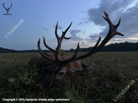 Jelenia ruja 2024 v Maďarsku