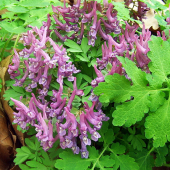 chochlačka plná --Corydalis solida