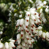 vresovec--- Erica lusitanica