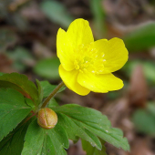 veternica iskerníkovitá-- Anemone ranunculoides