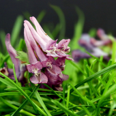 chochlačka plná --Corydalis solida