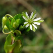 mäkkuľa vodná --Myosoton aquaticum