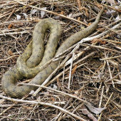 užovka fŕkana