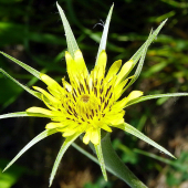 kozobrada kyjačikovitá-- Tragopogon dubius Scop.