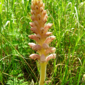 záraza alsaská---Orobanche alsatica