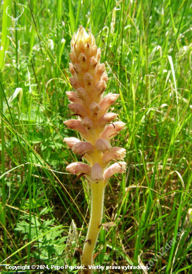 záraza alsaská---Orobanche alsatica