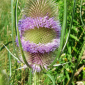 štetka lesná