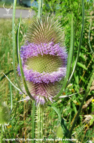 štetka lesná