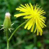 škarda strechová,,,.Crepis tectorum