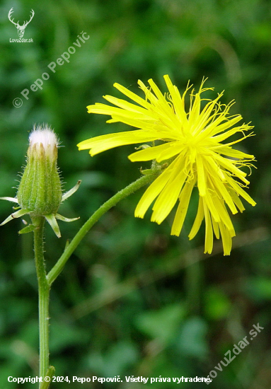 škarda strechová,,,.Crepis tectorum