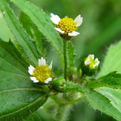 žltnica pŕhľavolistá-- Galinsoga urticifolia