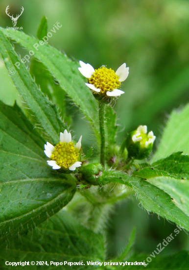 žltnica pŕhľavolistá-- Galinsoga urticifolia