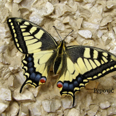 Papilio machaon