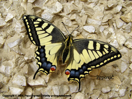 Papilio machaon