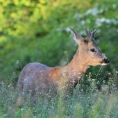 Raritní.