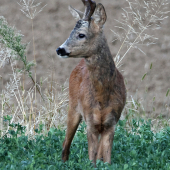 Zlomený.