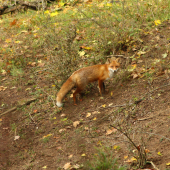 Líška hrdzavá (vulpes vulpes)