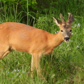 Srnček