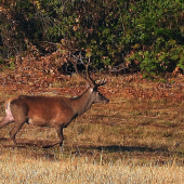 Na strnisku.