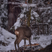 Capreolus capreolus