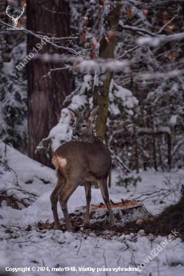 Capreolus capreolus