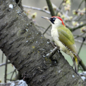 žlna zelená - picus viridis