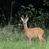 srnec lesný (Capreolus capreolus)