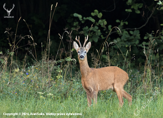 srnec lesný (Capreolus capreolus)