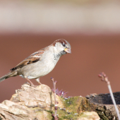 Vrabec domovy-Passer domesticus