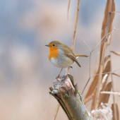 Červienka obyčajná-Erithacus rubecula