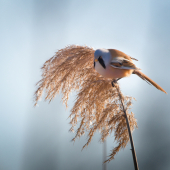 Fúzatka trstinová-Panurus biarmicus