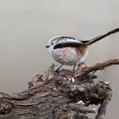 Mlynárka dlhochvostá-Aegithalos caudatus