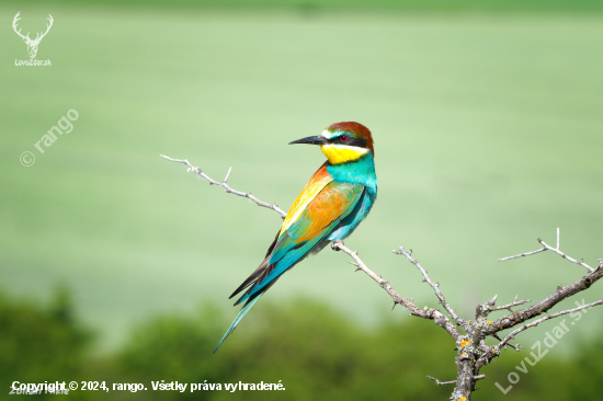 Včelárik zlatý-Merops apiaster