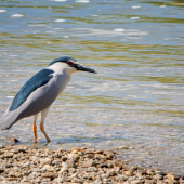 Chavkoš nočný-Nycticorax nycticorax