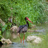 Bocian čierny-Ciconia nigra