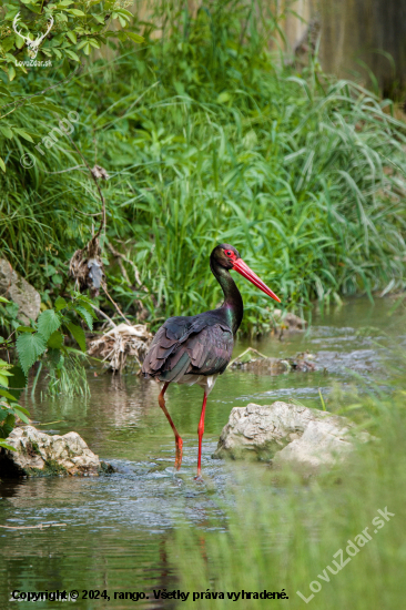 Bocian čierny-Ciconia nigra