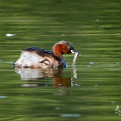 Potápka malá-Tachybaptus ruficollis